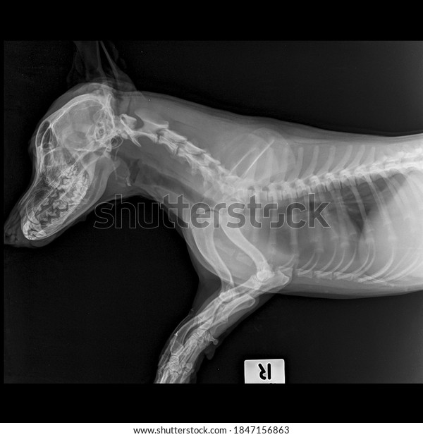 x\
ray normal heart and lung dog lateral view: side view\
