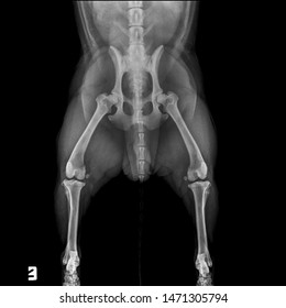 X Ray Normal Hip And Acetabulum Joint Dog Front View