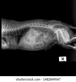 X Ray Normal Hip Dog Side View 