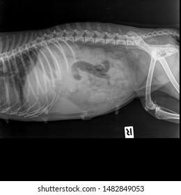 X Ray Normal Hip Dog Side Stock Photo 1482849053 | Shutterstock