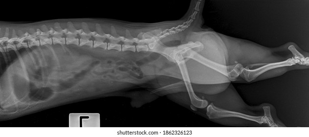 Dog Pelvic Images, Stock Photos & Vectors | Shutterstock