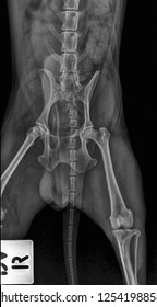 X Ray Normal Pelvic Dog Front Stock Photo 1254198856 | Shutterstock