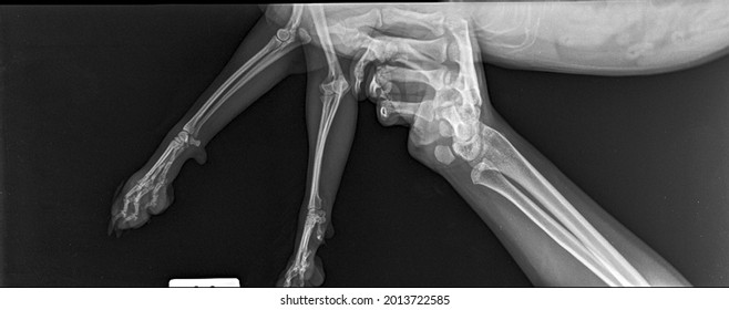 X Ray Normal Posture Both Fore Stock Photo 2013722585 | Shutterstock