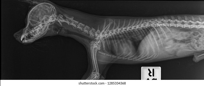 X Ray Normmal Skull And Neck Dog  Side View 