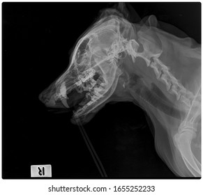 X Ray Old Dog Mandible Fracture Side View 