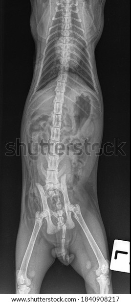 x\
ray pelvic fracture cat cause car accident :front view\
