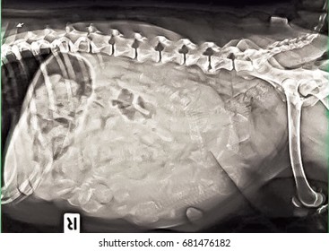 X Ray Pregnant Dog Bone Stock Photo 681476182 | Shutterstock