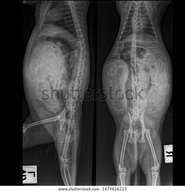 X Ray Pregnant Dog Fetal Bone Stock Photo (Edit Now) 1479826223