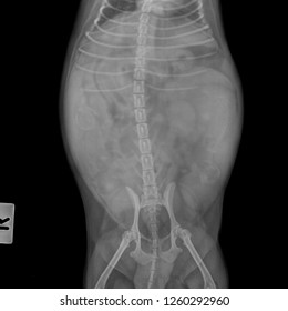 X Ray Pregnant Dog Front View Stock Photo 1260292960 | Shutterstock