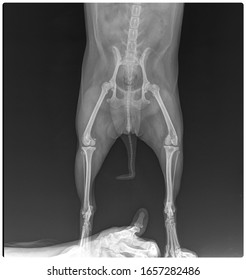 X Ray Pug Female Hip Dog X Ray Front View  