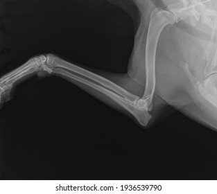 X Ray. Radius and Ulna in Dog. Dog Radiograph - Shutterstock ID 1936539790