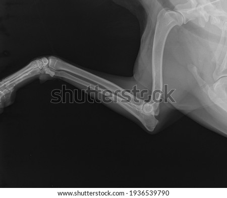 X Ray. Radius and Ulna in Dog. Dog Radiograph