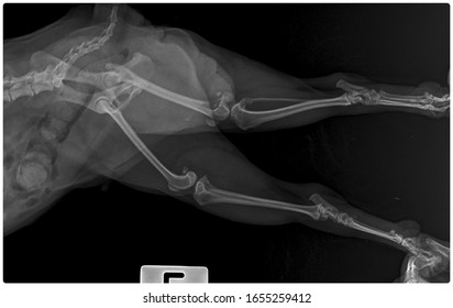 54 Dog femoral Images, Stock Photos & Vectors | Shutterstock