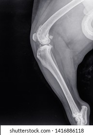 X Ray Of A Severe Osteoartritis In The Knee Of A Dog