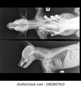 X Ray Skull And Neck Dog Side View And Front View 