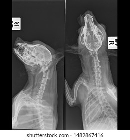 X Ray Skull And Neck Dog Side View And Front View 