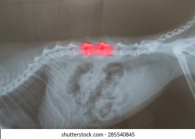 X Ray For Spine Of Dog