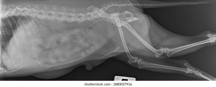 x ray umblilical hernia dog 260nw 1880037916