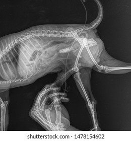 X Ray Urinary Bladder Dog With Iohexol Technique