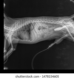 X Ray Urinary Bladder Dog With Iohexol Technique