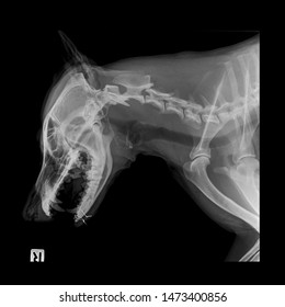 X Ray Wiring Repair Dog Mandible Side View 