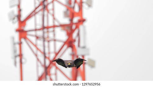 XALAPA / MEXICO - JANUARY 22, 2019: A Harris Hawk Diving At A High Speed.