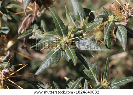 Xanthium spinosum, Clotweed. Wild plant shot in summer.