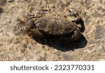 Xantho poressa, sometimes called the warty crab or yellow crab. Black Sea.