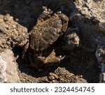 Xantho poressa, sometimes called the warty crab or yellow crab. Black Sea.