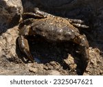 Xantho poressa, sometimes called the warty crab or yellow crab. Black Sea.
