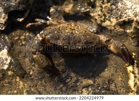 Xantho poressa, sometimes called the warty crab or yellow crab. Black Sea.