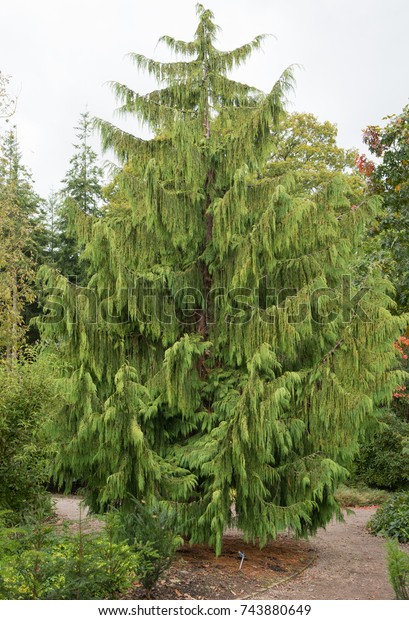 Xanthocyparis Nootkatensis Pendula Weeping Nootka Cypress Stock Photo ...