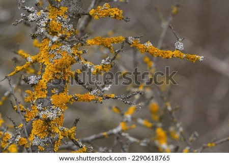 Xanthoria parietina common orange lichen, yellow scale, maritime sunburst lichen and shore lichen on the bark of tree branch. Thin dry branch with orange lichen, close-up, on blurred background.