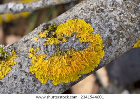 Xanthoria parietina is a foliose lichen in the family Teloschistaceae.It has wide distribution,and many common names such as common beauty, orange color, beauty in nature, beautiful, xanthoria parieti
