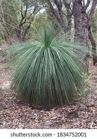 Xanthorrhoea Australis Native Grass Tree