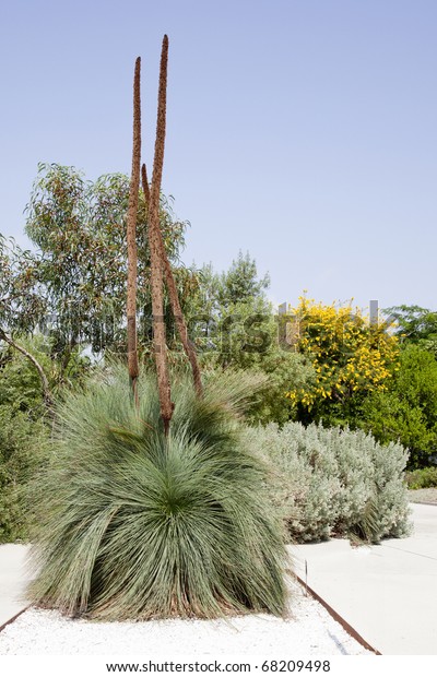 Xanthorrhoeaceae Xanthorrhoea Glauca Dying Blackboy Grass Stock Photo ...