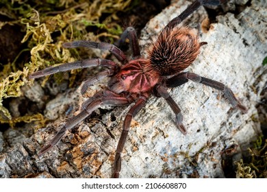 Xenesthis Immanis Colombian Lesserrblack Tarantula