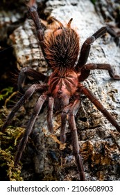 Xenesthis Immanis Colombian Lesserrblack Tarantula