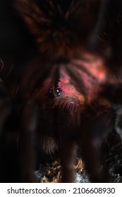 Xenesthis Immanis Colombian Lesserrblack Tarantula