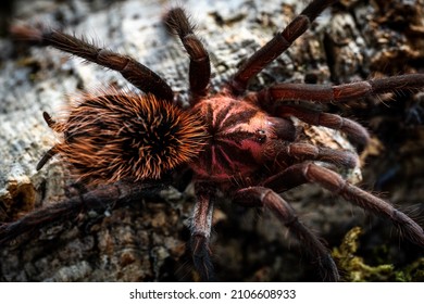 Xenesthis Immanis Colombian Lesserrblack Tarantula