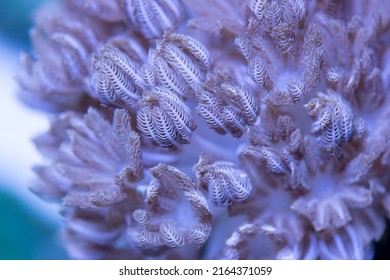 Xenia Sp Pumping Soft Coral Growth In The Reef Tank, With Motion In Water Current