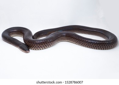 271 Sunbeam snake Images, Stock Photos & Vectors | Shutterstock
