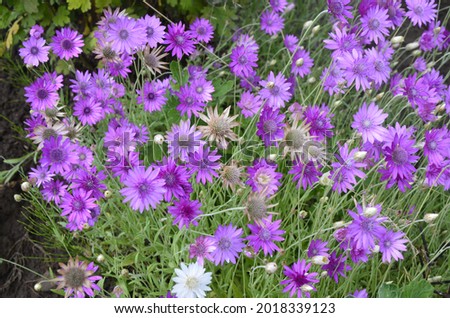 Xeranthemum annuum is a flowering plant species also known as annual everlasting or immortelle. Stock photo © 