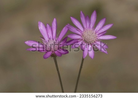 Xeranthemum annuum is a flowering plant species also known as annual everlasting or immortelle. It is native to eastern Europe and western Asia, also cultivated as a garden flower. Stock photo © 