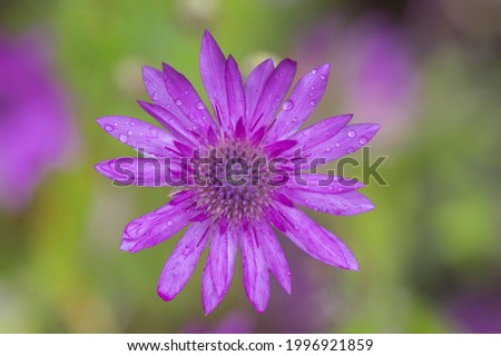Xeranthemum annuum violet immortelle flowers in bloom, group of flowering plants in the garden, green background Stock photo © 