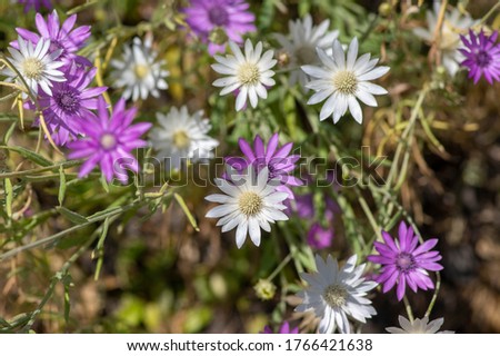 Xeranthemum annuum white and violet immortelle flowers in bloom, group of flowering plants in the garden, used for dry decorations Stock photo © 