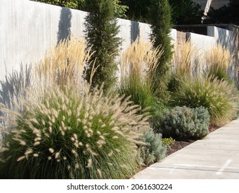 xeriscape garden landscape with perennials and ornamental grasses