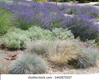 Xeriscape Landscape, Xeriscaping, Lavender And Blue Fescue, In Salt Lake City, Utah