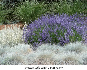 Xeriscape Landscape, Xeriscaping, Lavender And Blue Fescue, In Salt Lake City, Utah