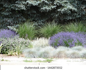 Xeriscape Landscape, Xeriscaping, Lavender And Blue Fescue, In Salt Lake City, Utah